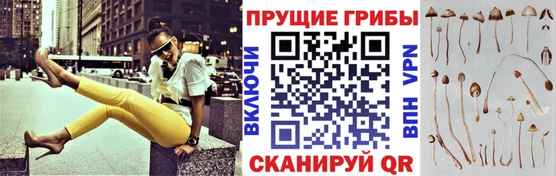 дарк нет клад  магазин    Данков  Галлюциногенные грибы Psilocybe 